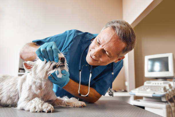  Randallstown, MD Emergency Dentist Pros